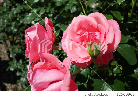 Rose of big wheels Rose of big wheels 12569963