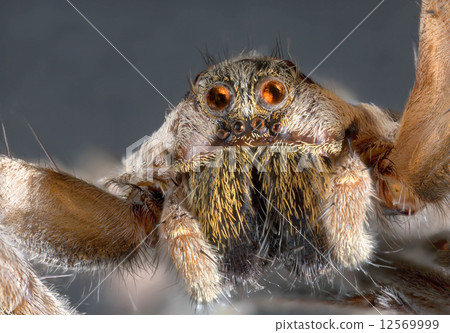 Wolf Spider 12569999