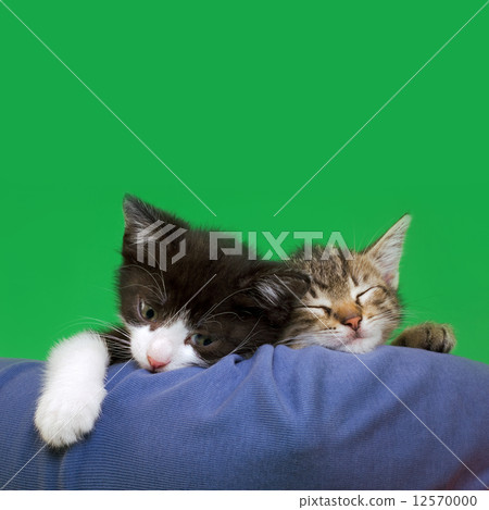 Two Domestic Cats Two Domestic Cats 12570000