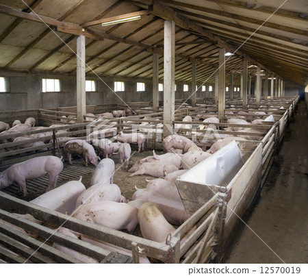 PigFarm 12570019