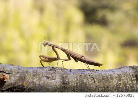 Brown mantis Brown mantis 12570025