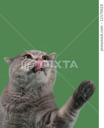 Licking for Food 12570028