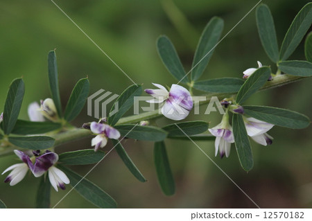 突然，鮮花盛開在公園草坪的天然植物Himed Hagi的草坪上。接近時，是Hymed Haagi的開花① 12570182