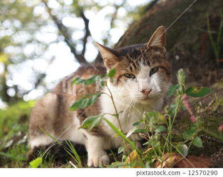 Cat in the side of a tree 12570290