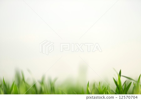 Green grass in artistic composition Green grass in artistic composition 12570704