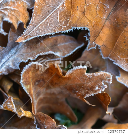 Fallen leaves 12570737