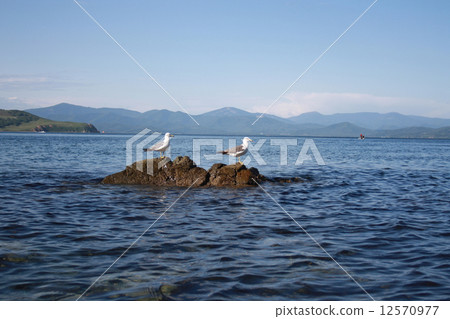 Seagulls have a rest on a stone 12570977