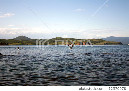 Flight of birds of seagulls over water 12570978