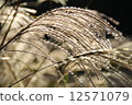 Susukinozoku 12571079