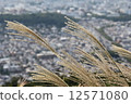 Miscanthus 12571080