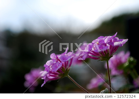 Pink Kobanorantana 12572324