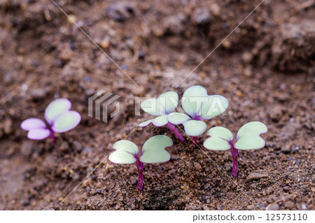 蘿蔔芽 蘿蔔芽 12573110