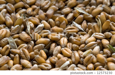 wheat 12573230