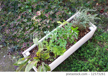 Putting kitchen herbs in the garden Putting kitchen herbs in the garden 12573261