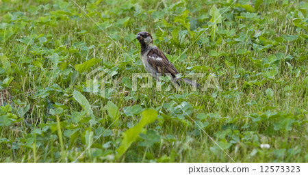 sparrow sparrow 12573323