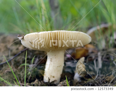 mushroom in woods mushroom in woods 12573349