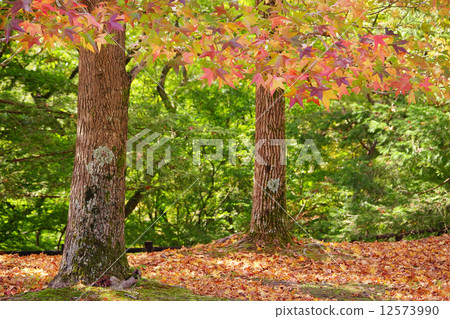 Fu colored leaves Fu colored leaves 12573990
