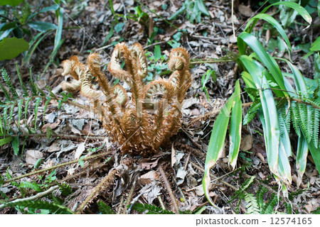 野生春天 12574165