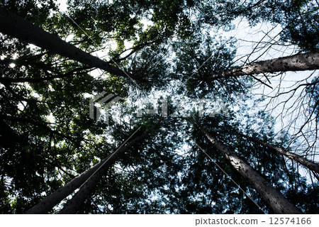 Woods Woods 12574166