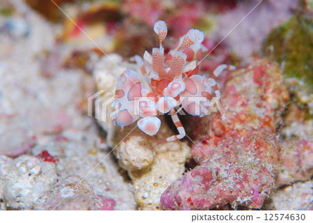 Horse deep-fried 12574630