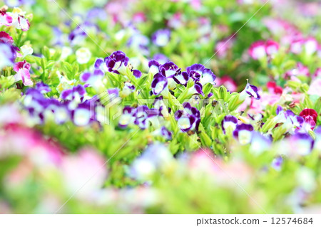 Torenia or Wishbone flowers in the garden 12574684