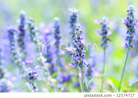 Lavender flower Lavender flower 12574717