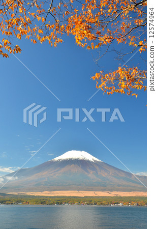 Mt. Yellow leaves and Mount Fuji 12574964