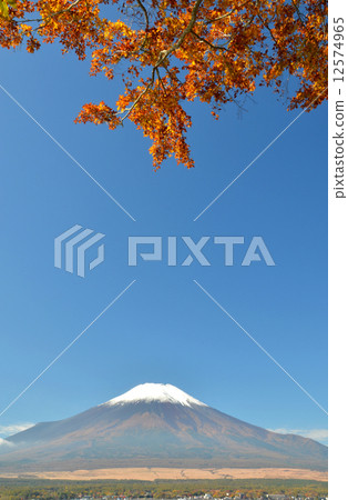 Mt. Yellow leaves and Mount Fuji 12574965