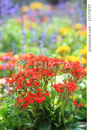 Sweet Alyssum (Lobularia maritima). 12575037