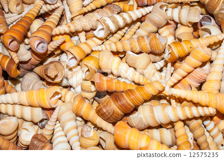 several seashells on the beach 12575235
