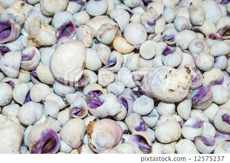 several seashells on the beach 12575237