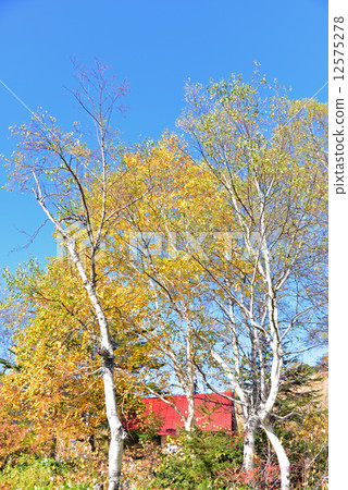 Shiga Kogen in the fall 12575278