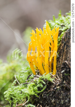 Yellow stagshorn (Calocera viscosa) - the Netherlands 12575870