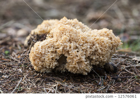 Cauliflower mushroom (Sparassis Crispa) - the Netherlands Cauliflower mushroom (Sparassis Crispa) - the Netherlands 12576061