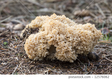 Cauliflower mushroom (Sparassis Crispa) - the Netherlands 12576062