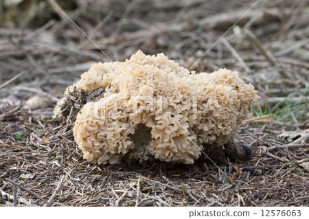Cauliflower mushroom (Sparassis Crispa) - the Netherlands 12576063
