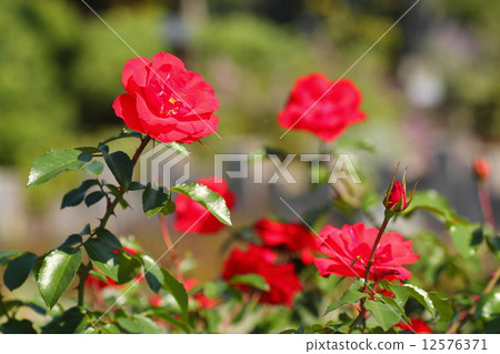 Rose flowers Louis XIV 12576371