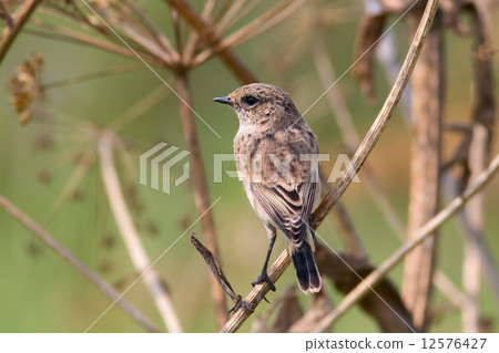 Whinchat 12576427
