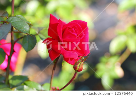 Rose flower Rob Roy 12576440
