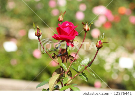 Rose flower Rob Roy 12576441