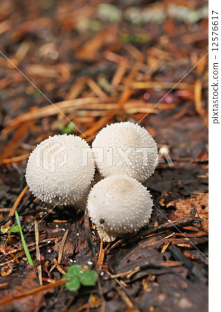 Mushroom a puffball Mushroom a puffball 12576617