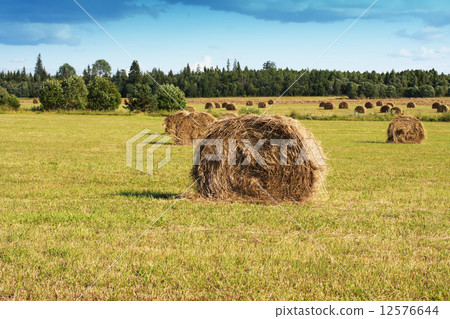 Stacks in the field 12576644