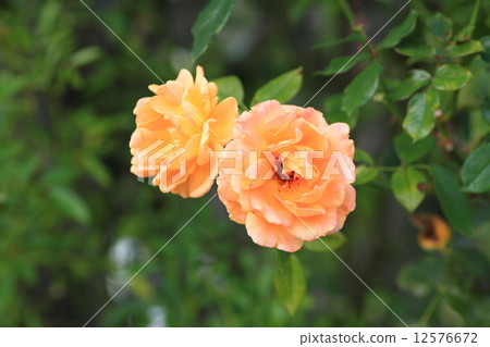 玫瑰花朵Manyoha 玫瑰花朵Manyoha 12576672