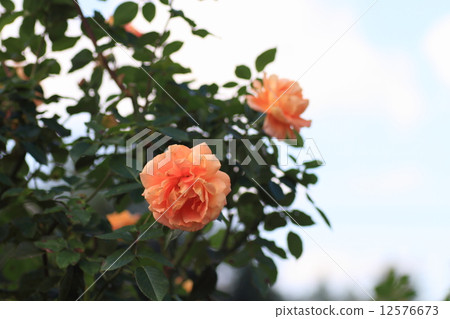 Rose flower Manyoha 12576673