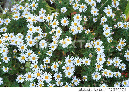 Nakagawa Nogiku花 Nakagawa Nogiku花 12576674