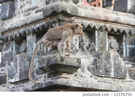 Bali,Indonesia. Monkey in temple. Bali,Indonesia. Monkey in temple. 12576756