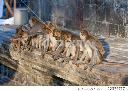 Bali,Indonesia. Monkeys in temple. Bali,Indonesia. Monkeys in temple. 12576757