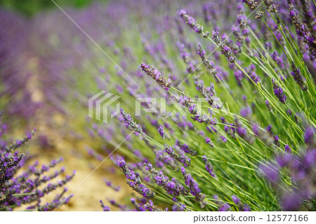 Lavender fields near Valensole in Provence, France. 12577166