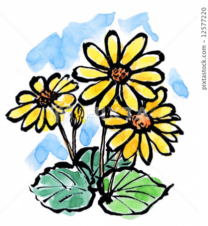 japanese silver leaf, farfugium japonicum, bloom 12577220