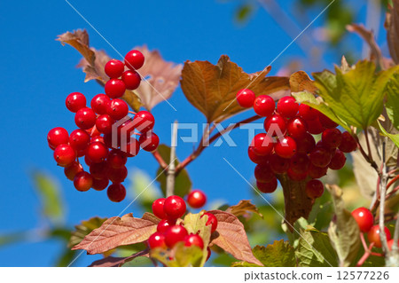 Branch of a ripe guelder-rose Branch of a ripe guelder-rose 12577226